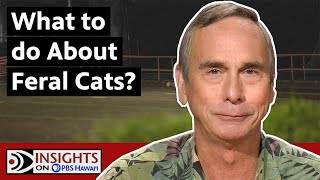 What To Do About Feral Cats? | INSIGHTS ON PBS HAWAIʻI