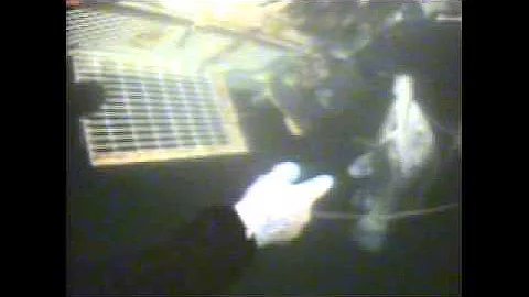 Grouper bites shark off of sat diver