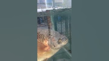 Cá rô phi giống gốc