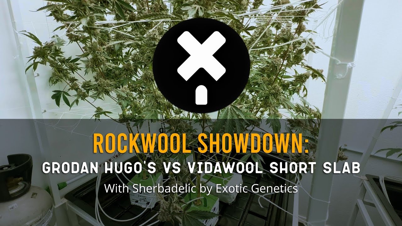 Rockwool Showdown: Grodan Hugo's vs VidaWool Short Slab