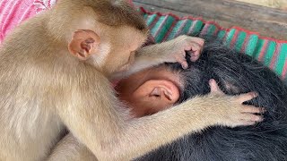 Little Zueii Grooming Grandma So Good When She Napping Sweet Dream by ZUEII MONKEY 1,868 views 7 days ago 3 minutes, 17 seconds