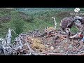 Garry the Loch Arkaig Osprey settles down on the nest as Aurora flies off with her meal 17 Jun 2026