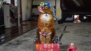 What Happens When My Cat Helps Wrap Birthday Presents