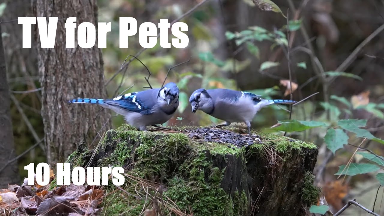 Blue Jays Eating Lunch on a Mossy Log in the Forest 10 Hour Video for Pets Cat TV Nov 03