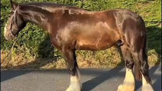 ROSCOE - 4 yrs., 16h. Irish Cob g. Foxhunter Plus 