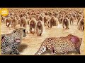 30 crazy moments 100 baboons brutally attacked the leopard  animal fight