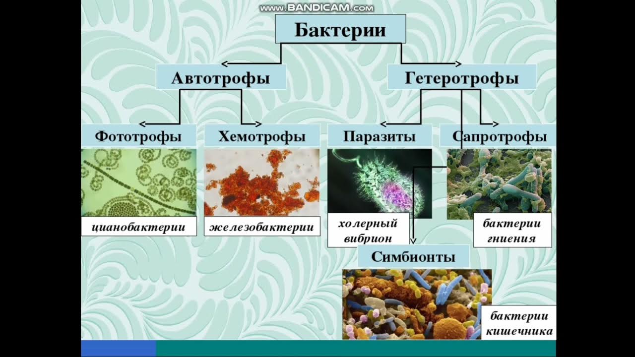 Низшие растения хемотрофы