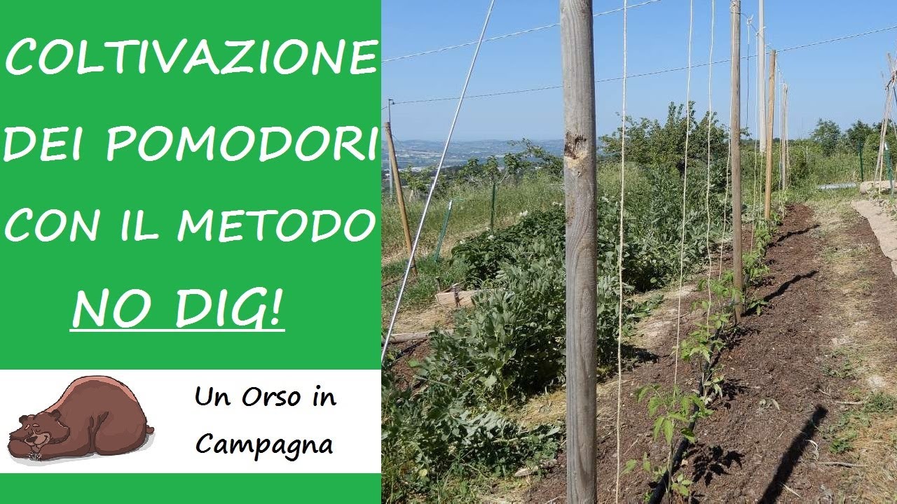 CAMBIO TUTTO! Coltivazione dei pomodori nell'orto in versione NO DIG!