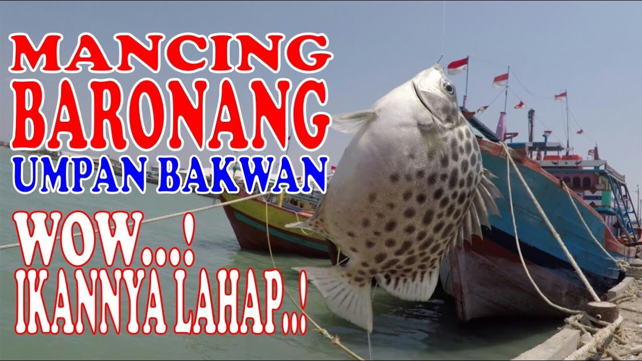Cara Mancing Ikan Baronang & Kiper, Umpan Bakwan, Mudah Strike !