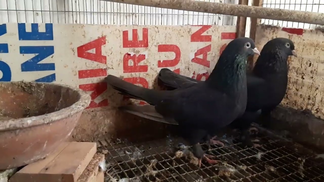 جعفر الحمزاوي مربي الازرك العراقي الطيار