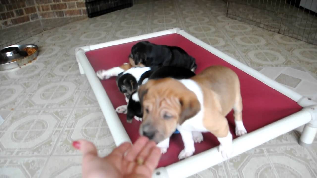Rescue Pups Adopted 6 Wk Old Shar Pei Beagle Mix Puppies Youtube