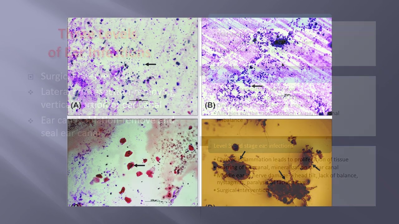 Ear infections in Dogs, A Review!