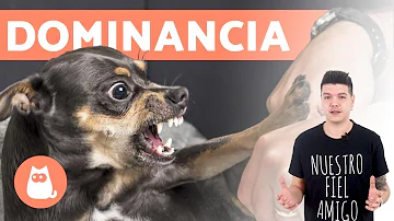 ¿Cómo mostrar dominancia a un cachorro?