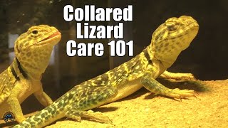 Celebrity How to Take Care of a Collared Lizard! 🦎 Wealth