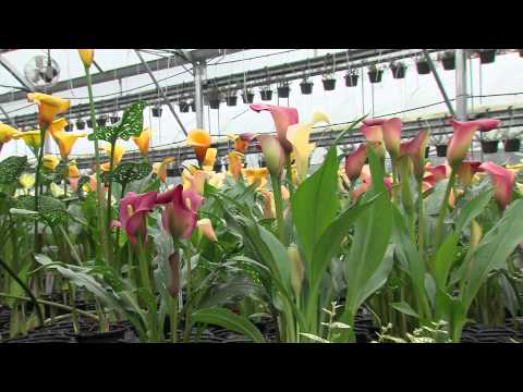 Video: Calla Lilies Garden