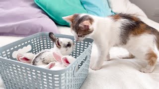 Kitten Meets Tiny Bunnies [Cutest Overload]