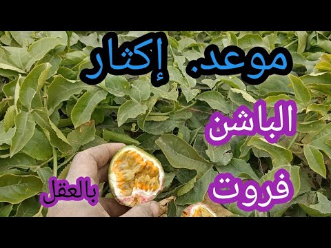 موعد إكثار وزراعة فاكهه الباشن فروت بالعقل داخل المشتل