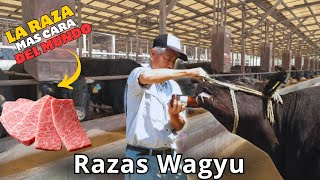 Raza de ganado Wagyu: La Mística Raza de Japón con la carne más cara del mundo by Engormix 4,917 views 1 month ago 18 minutes