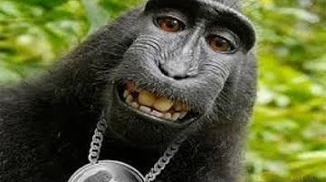 Animals Can