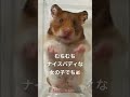 新しい家族が増えました(あたちごんちゃん🐹)#_shorts #ハムスター