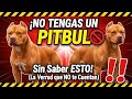 AMERICAN PITBULL TERRIER (APBT) Standard UKC, Historia, caracteristicas, cuidados y salud.