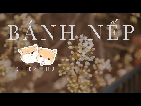 Video Bánh Nếp Shiba-inu Dành Cho Người Thích Nấu Ăn và Khéo... - youtube