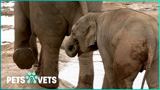 Behind the Scenes at Chester Zoo - Animal Care, Recovery and Clever Solutions