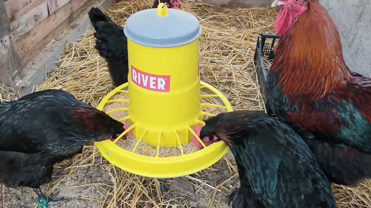 Una mattinata in allevamento. Pastoncino per galline. Allevamento avicoli ornamentali 