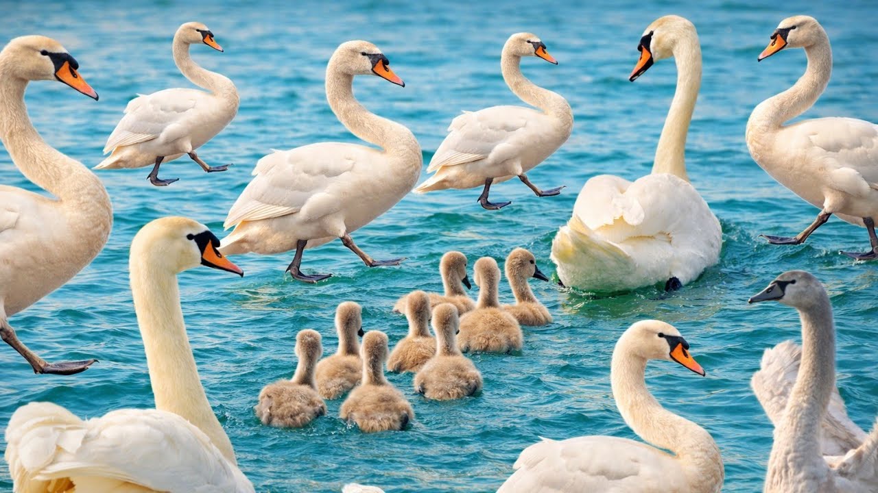 बहुत  ही खूबसूरत हंसों के खूबसूरत से कारनामे । intresting facts of swan। #swan #facts  #birds