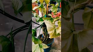 🟢 syngonium plant care tips #youtubeshort #indoorgarden #viralshorts