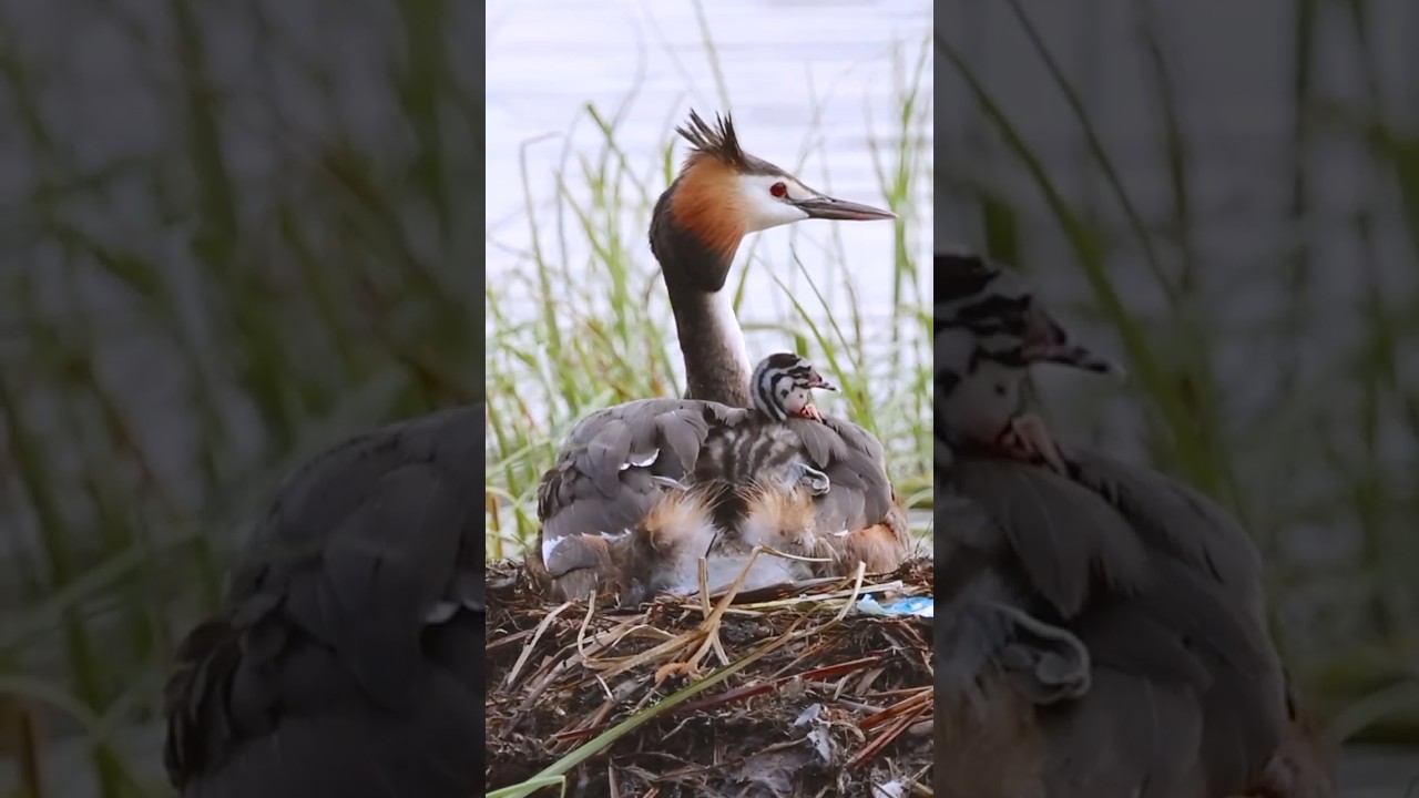 Great crested grebe chick in slow-motion 