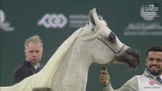 Download Lagu N 175 D RAZEENAH   5th Doha International Arabian Horse Show 2025   Mares 7 10 Years Old Class 8 MP3