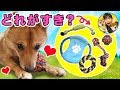 【柴犬さすけくんをモニタリング】たくさんある犬用のおもちゃを並べたらどれ選ぶ！？　仲良し兄弟　愛犬　ペット