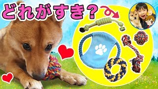 【柴犬さすけくんをモニタリング】たくさんある犬用のおもちゃを並べたらどれ選ぶ！？　仲良し兄弟　愛犬　ペット