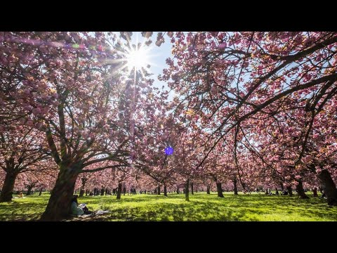 Sakura - Hanami 4k - Parc de Sceaux, near from Paris - France - April 2022