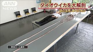 謎の深海生物「ダイオウイカ」を捕獲、大解剖すると(14/08/08)