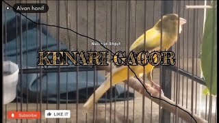 Download Lagu Masteran Kenari gacor di Pagi Hari !! Efektif Buat Pancingan Emosi kenari Paud dan Gacoan Lainya MP3