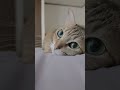 最後に襲ってきます😸