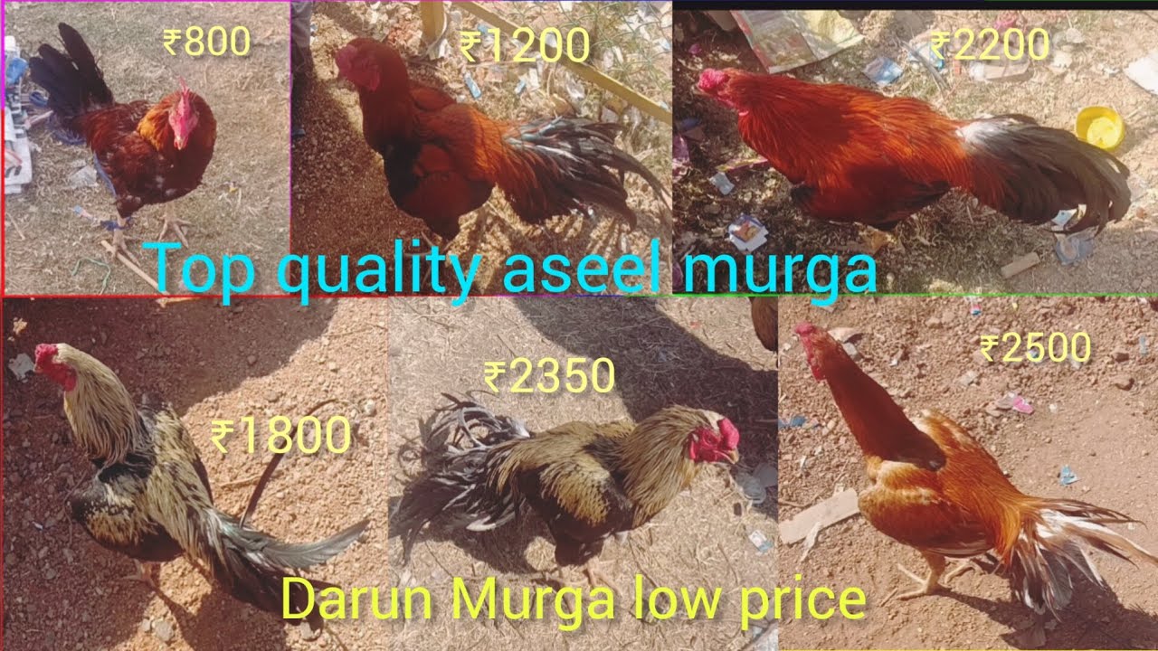 Kashipur hat top quality aseel murge lower price #aseel #murga #aseelmurga #kashipur #animals