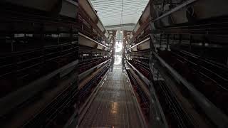 How Do H Type Chicken Cages Improve Egg Production Efficiency In Poultry Farms In Ethiopia