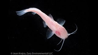 20160616 blind catfish capture