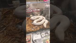 😂 🐍 Just Casually Browsing Repticon Cobras in Columbia 🐍 😂 #shorts