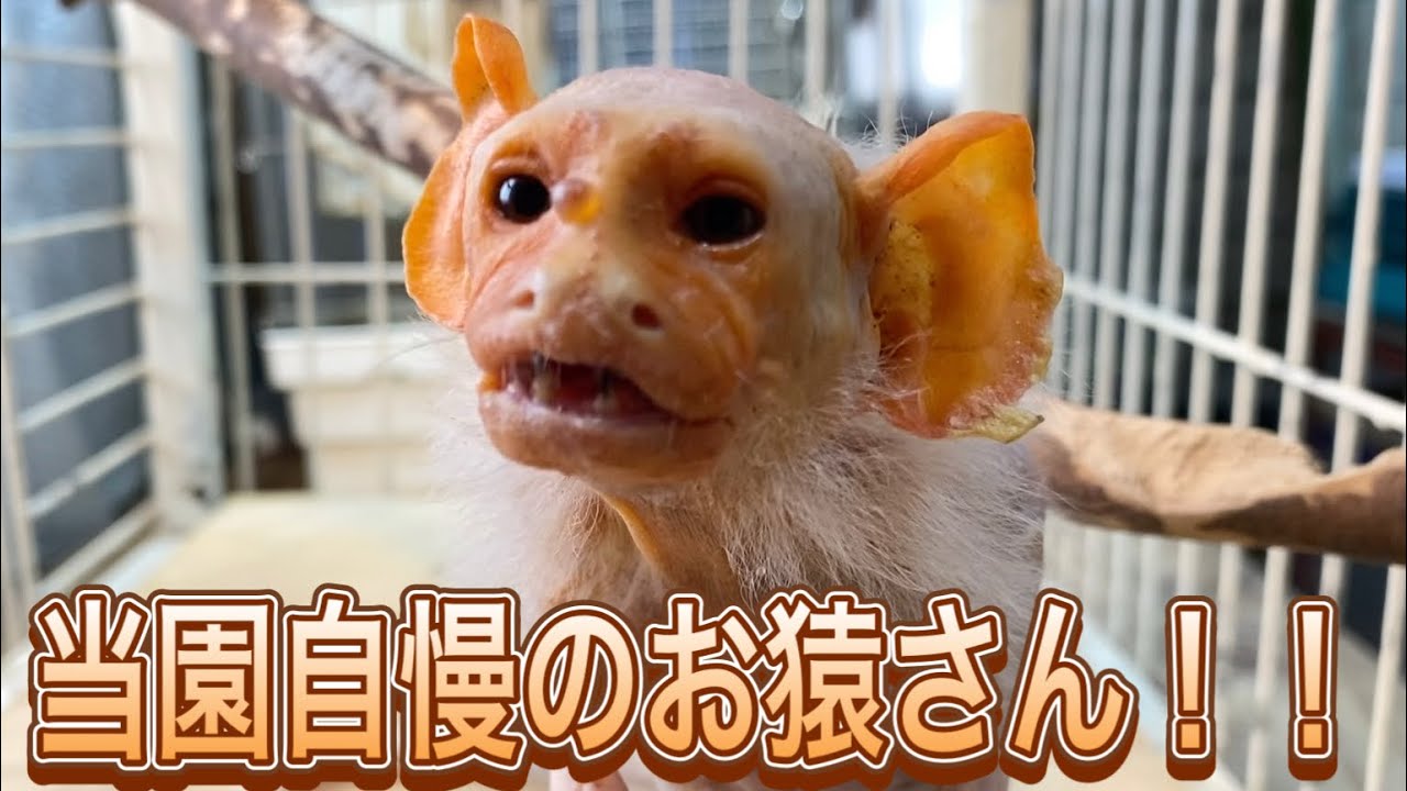 お猿さんに興味を持った方には是非知ってもらいたい！当園自慢のお猿