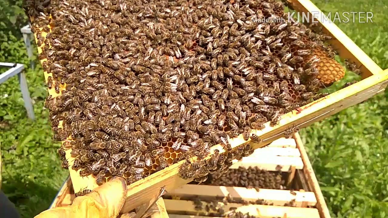 Pčelarstvo - Pregled košnice u julu. - YouTube