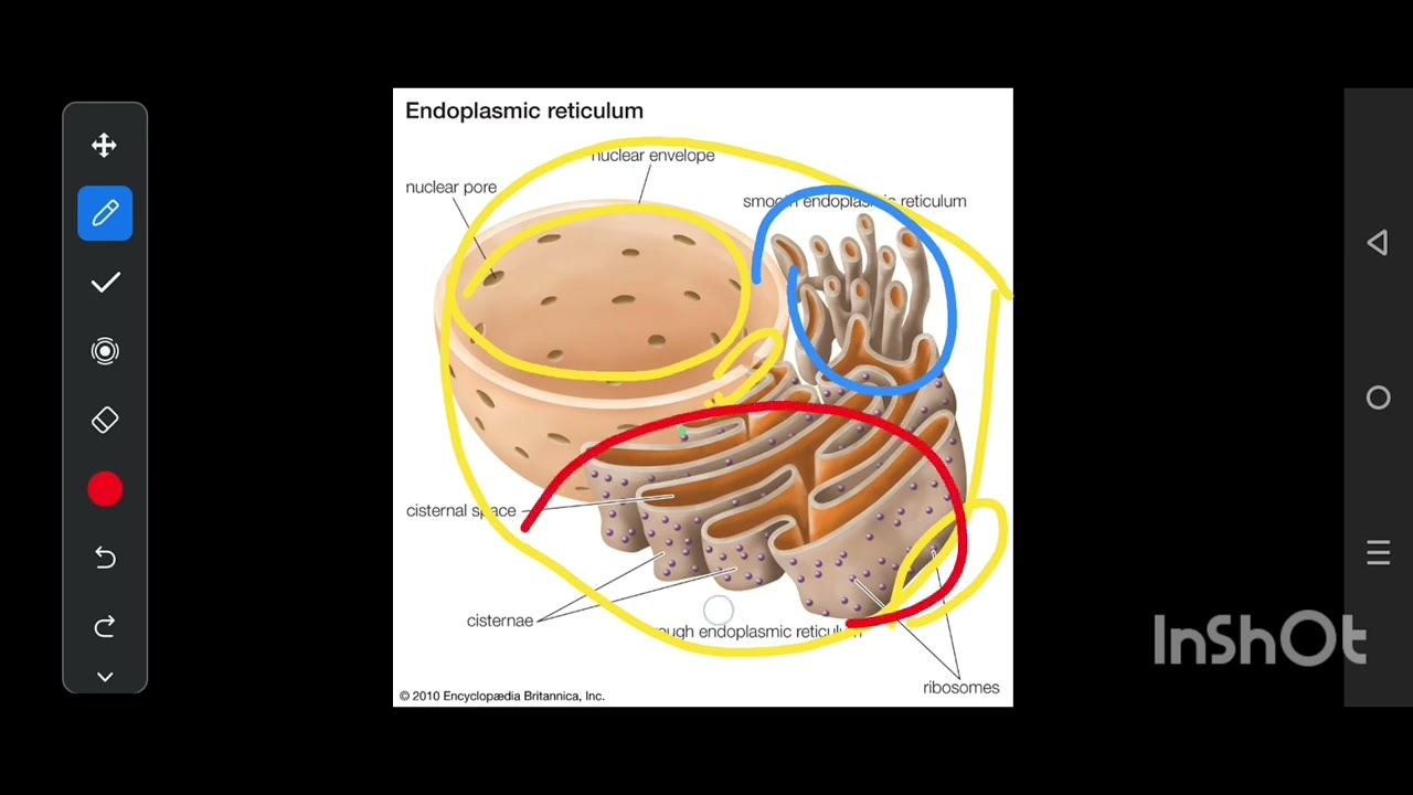 chapter 4 part 1 fsc Endoplasmic Reticulum and Ribosomes - YouTube