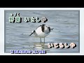 播磨の渡り鳥 坂本冬美