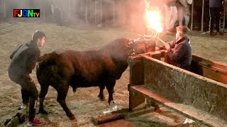 Emboladores del serrallo Toro Iván Miro Bous la Ribera - Benicassim 25-01-2020 [Toros FJGNtv]