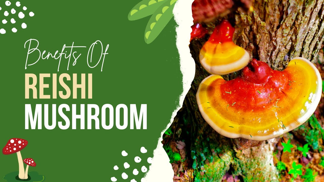 Surprising Reishi Mushroom Benefits 🍄 - Health Benefits of Reishi Mushroom