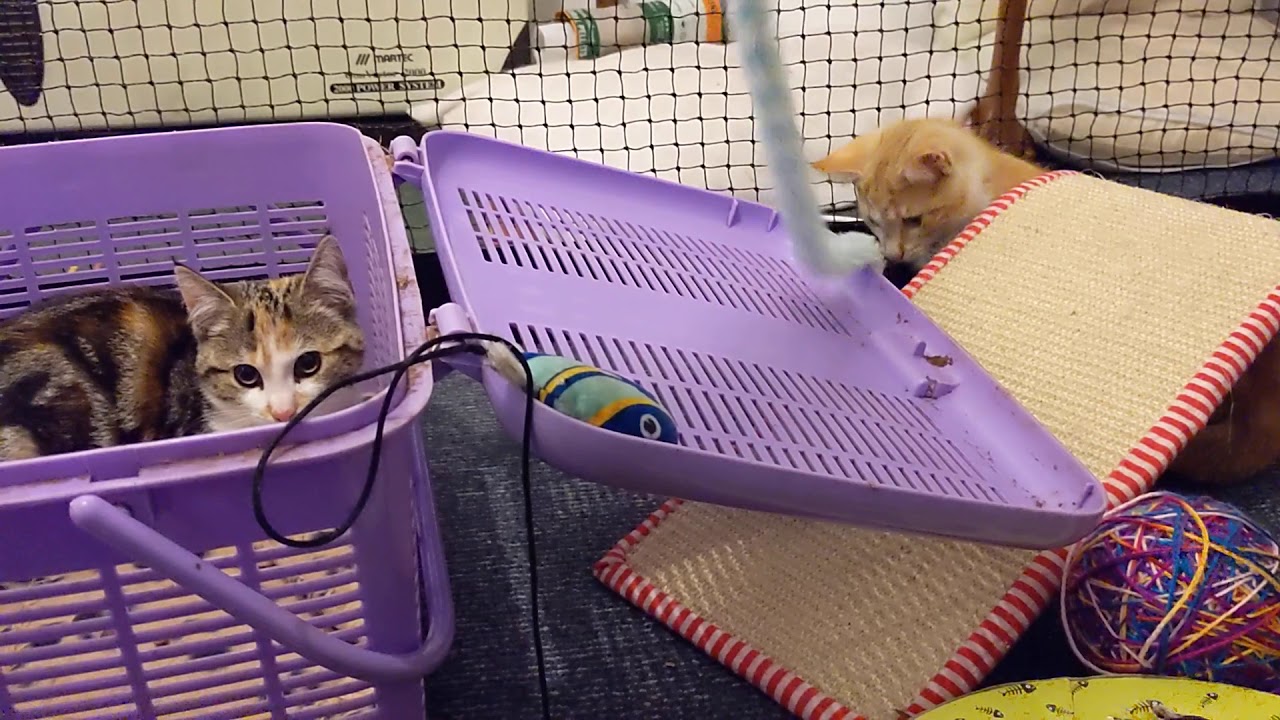 New kids in the Cat Shack and cat-whispering tips 2021-02-16