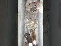 baby dog's #animals #cute #dogshorts #bbydogs #shortvideo
